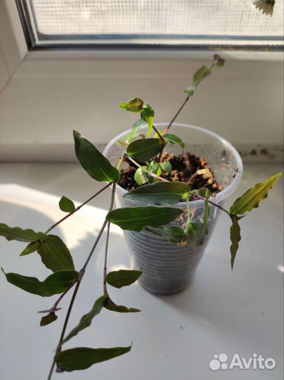 Комнатные цветы