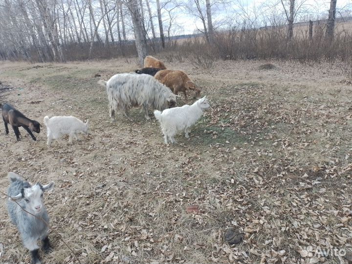 Альпийские козлы