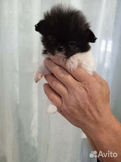 Щенки пекинеса