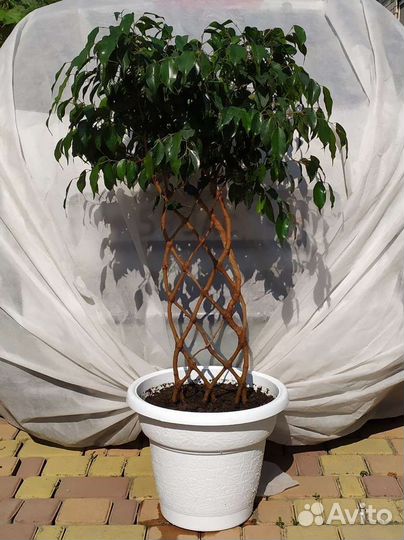 Фикус Бенджамина решетка