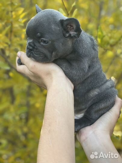 Французская булочка