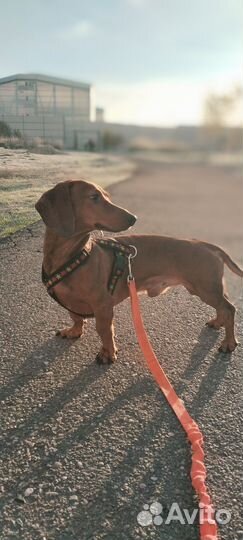 Такса кабель вязка