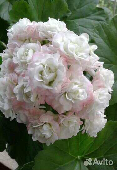 Пеларгония сортовая