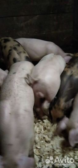 Поросята Голубевская 1 - Йоркшир