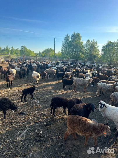 Продается стада овцы эдильбаевской порода