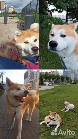 Выгул собак в микрорайоне Сельма