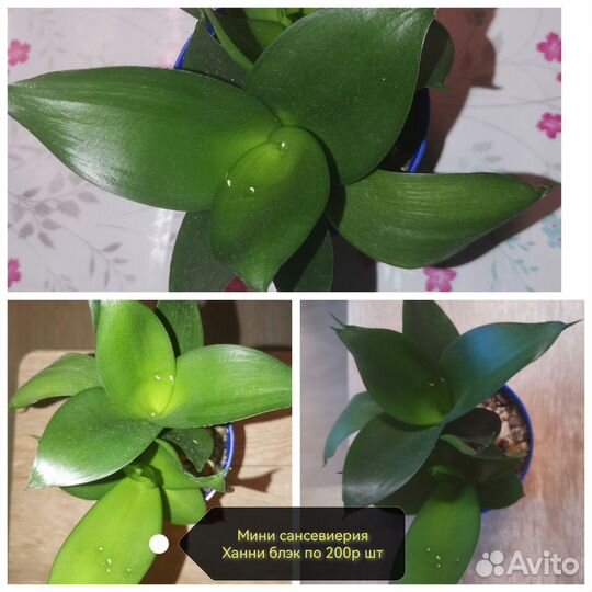 Излишки комнатных цветов