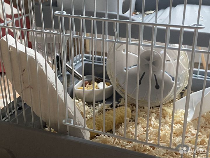 Джунгарский хомяк