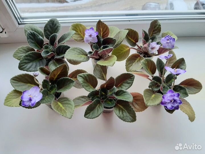 Детка фиалки