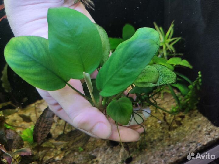 Растения для аквариума пистия, сальвиния, анубиас