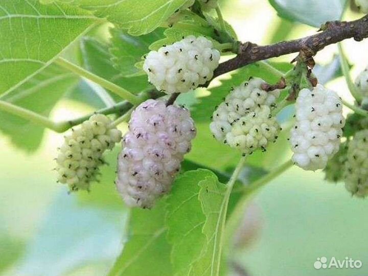 Шелковица белая