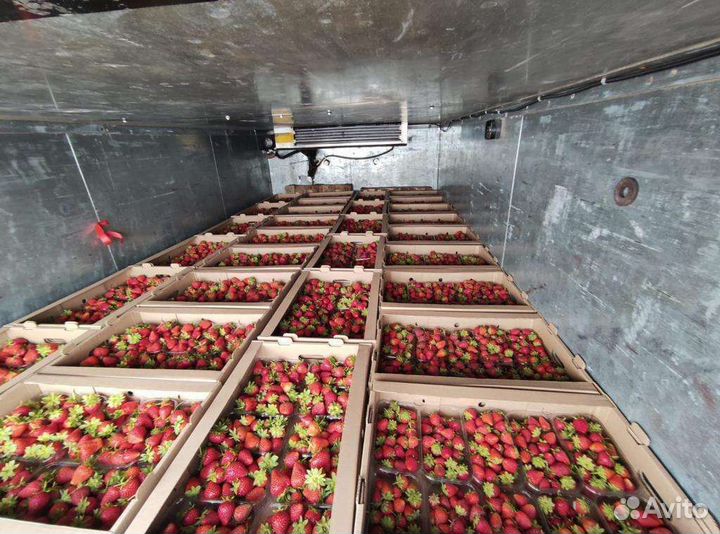 Сладкая клубника оптом