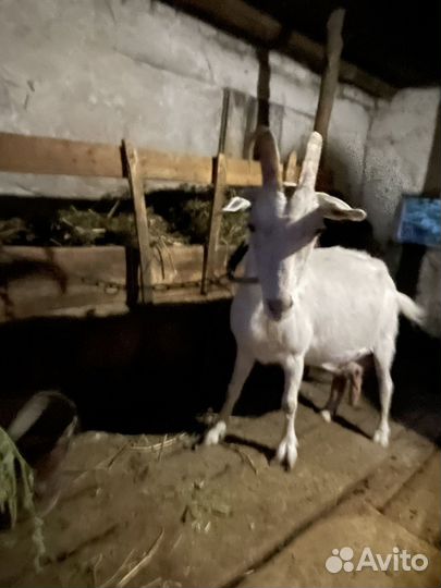 Коза дойная