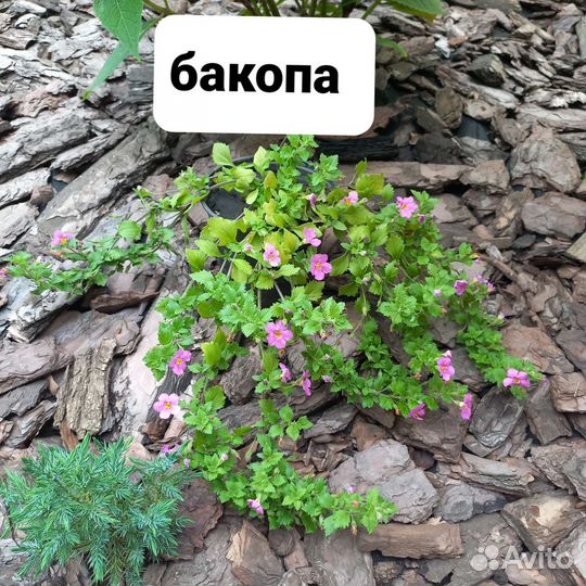 Гвоздика папоротник бадан хоста ирис