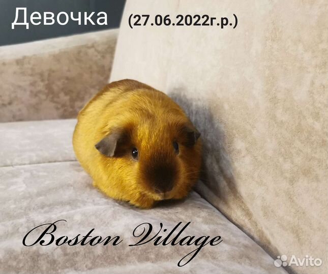 Морская свинка девочка сатиновая Калифорния