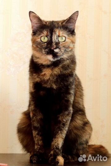 Дарси очень хочет свой дом