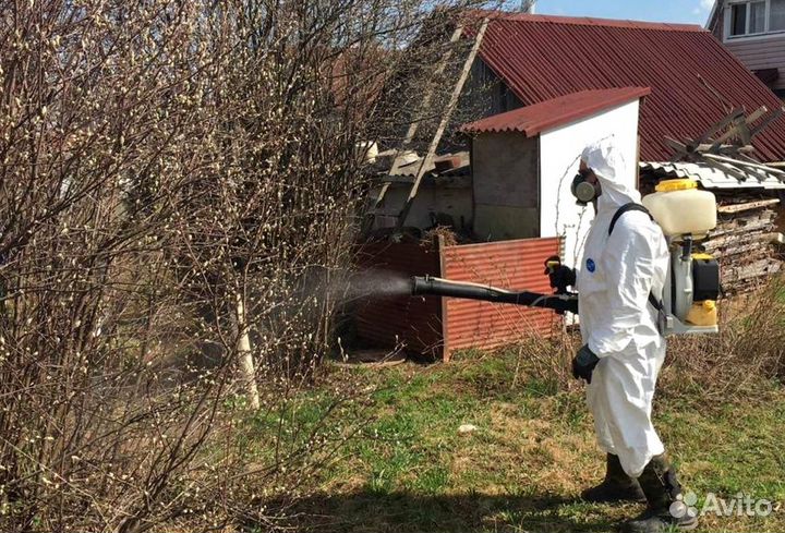 Уничтожение клопов тараканов лечение растений