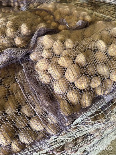 Семенной картофель