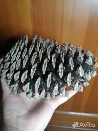 Шишка кедровая