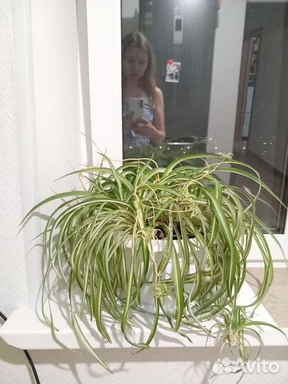 Хлорофитум