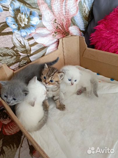 Котята шотланской вислоухой