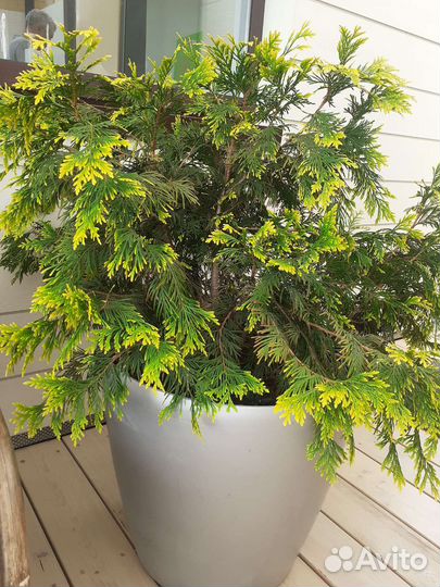 Туя смарагд