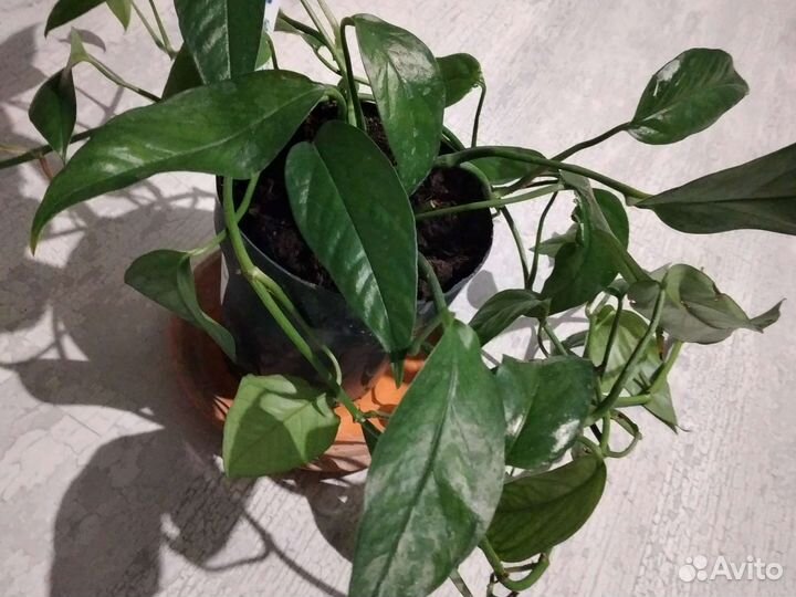 Сциндапсус, эпипремниум