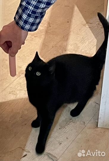 Черный принц