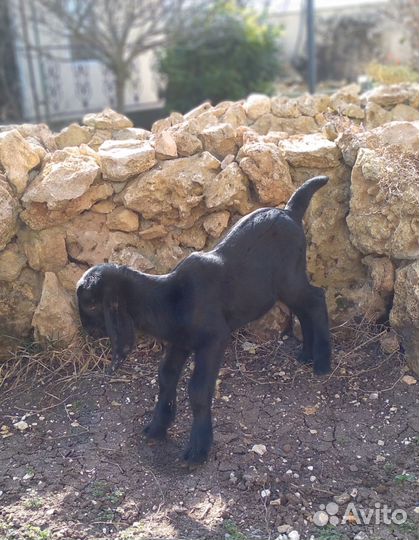 Козочка камори