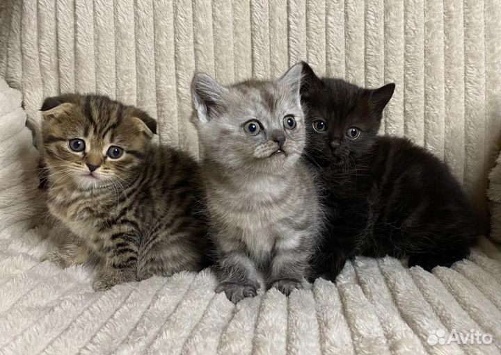 Шотландские котята
