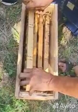 Пчелопакеты Бакфаст