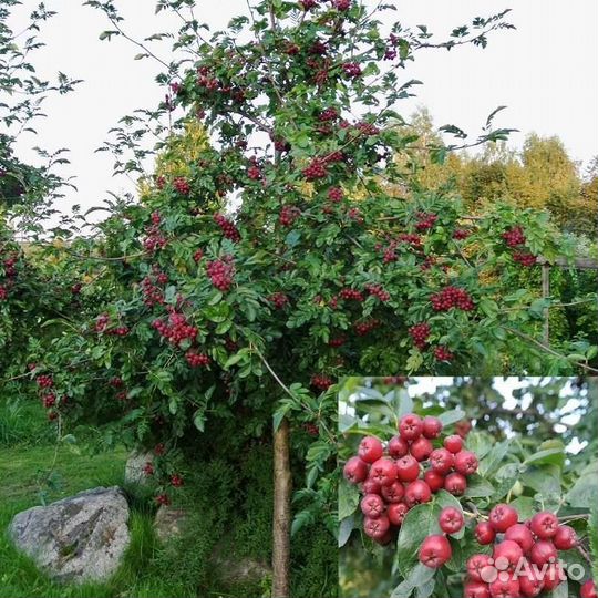 Саженцы рябины 