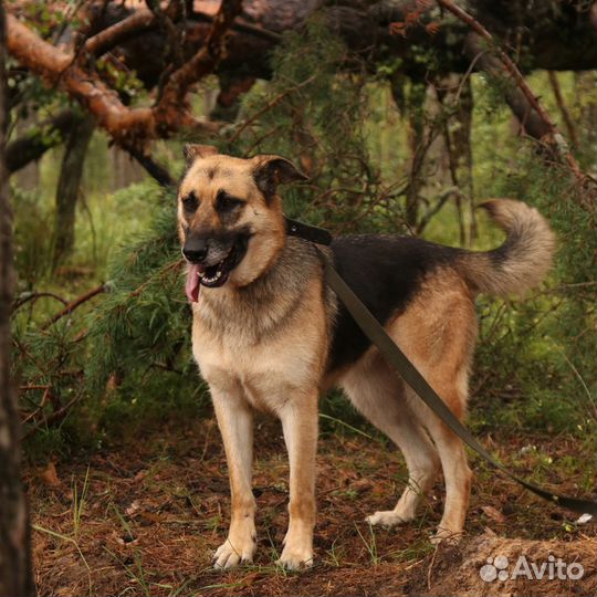 Собака Альма