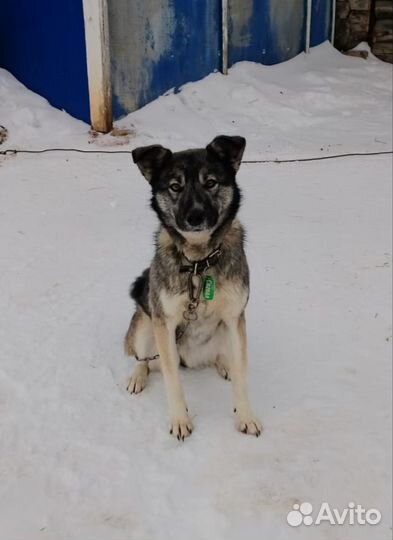Собака в добрые руки мальчик