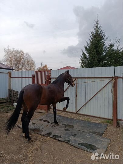 Продам лошадь