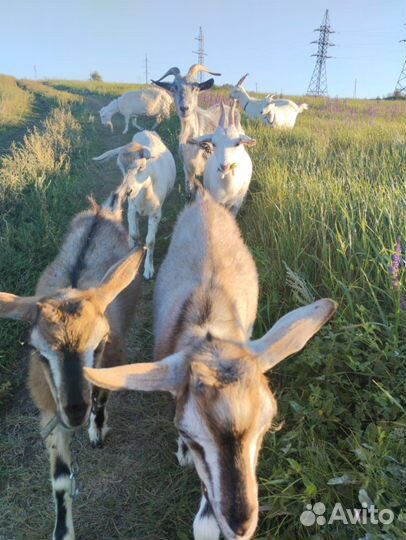 Коза дойная молочная и козлы 8 голов