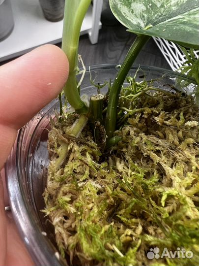 Сциндапсус жаде сатин вариегатный