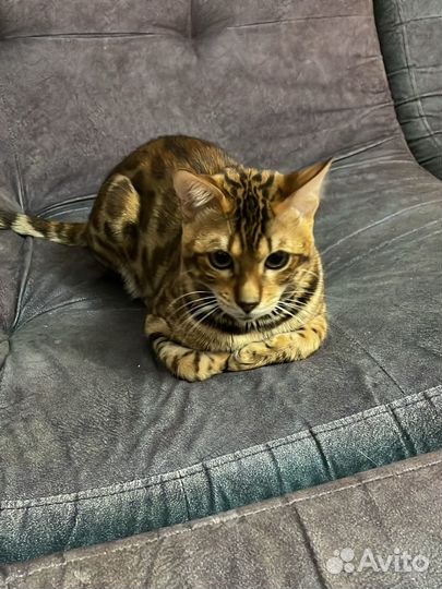 Бенгальский кот вязка с документами