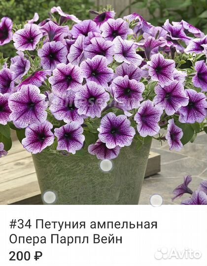 Петуния ампельная