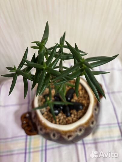 Крассула тетрагона древовидная