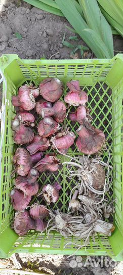 Пеларгония герань,толстянка