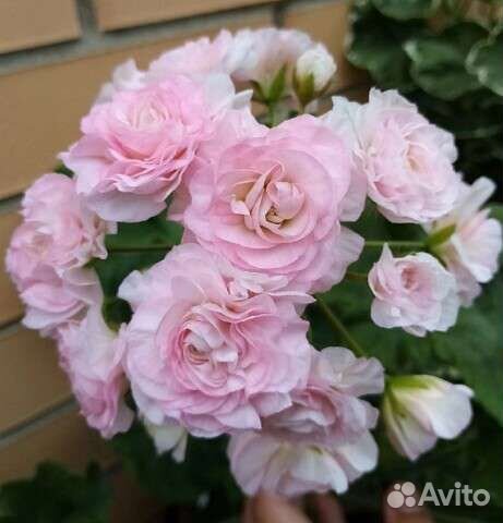 Пеларгония та-Эммануэль