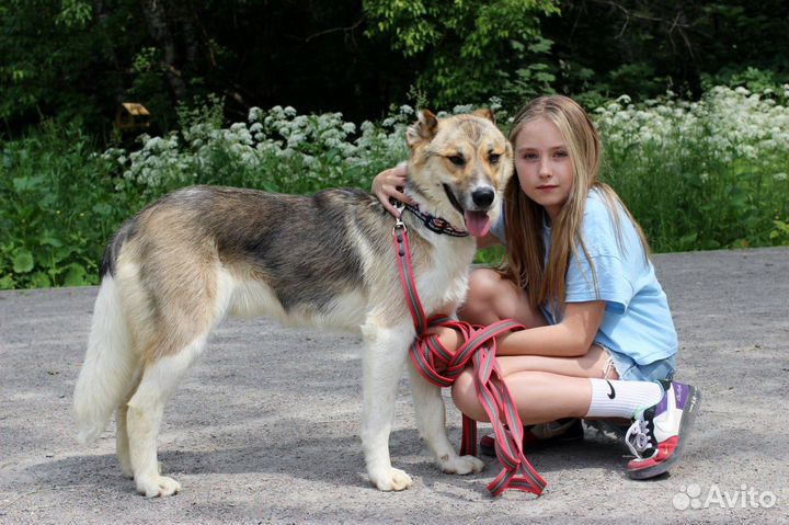 Балто ищет дом