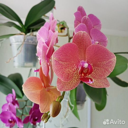 Орхидея фаленопсис Raoul