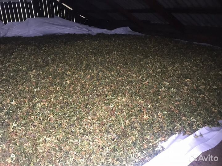 Чай саган дайля