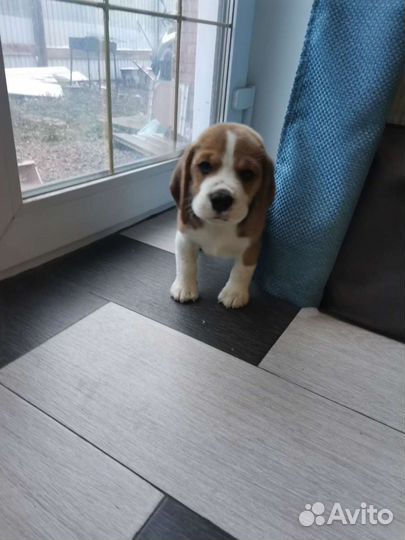 Бигль мальчик