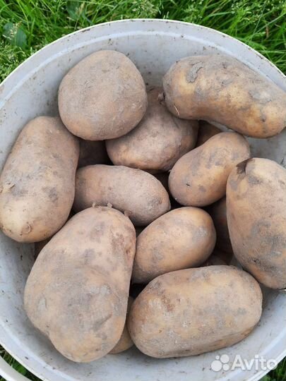 Картофель, морковь,свекла