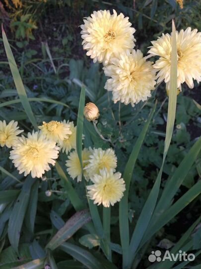 Хризантема