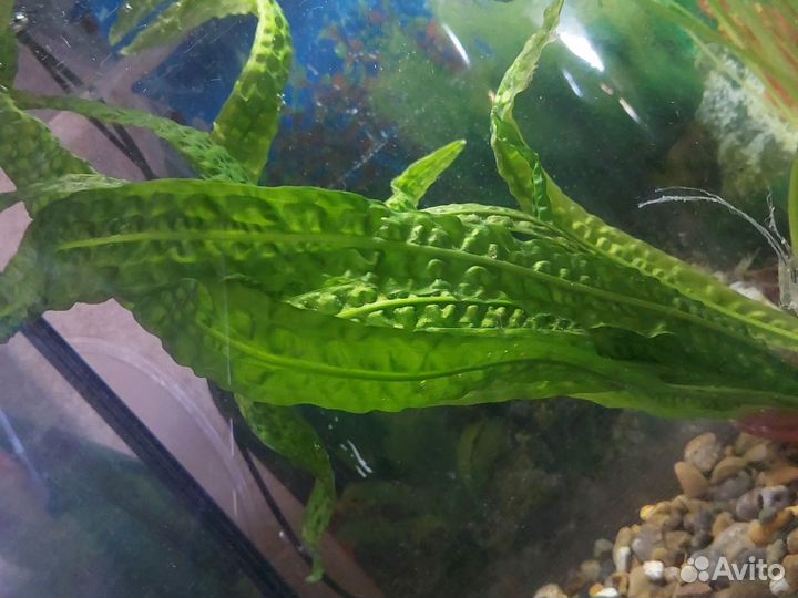 Валлиснерия и криптокорина