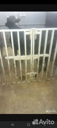 Газель скотовоз